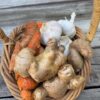 Organic Nature's Immune Booster - ADD-ON TO BOX ORDER - Image 4