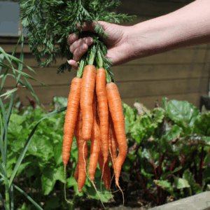 Organic Baby Carrot Bunch - ADD-ON TO BOX ORDER