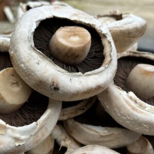 ADD-ON Mushroom Flats