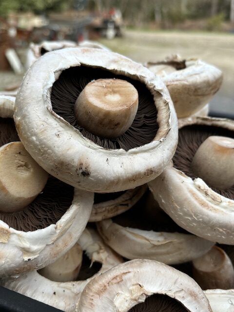 ADD-ON Mushroom Flats