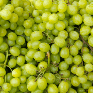 a large amount of fresh green grapes still on their stem