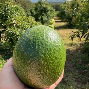 ADD-ON Organic Reed Avocados